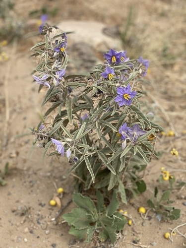 silverleaf nightshade