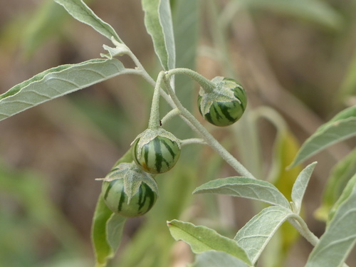 silverleaf nightshade