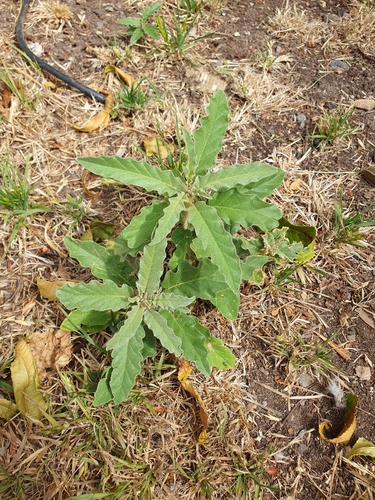 silverleaf nightshade