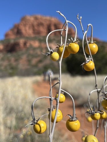 silverleaf nightshade