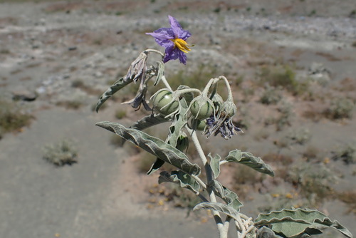 silverleaf nightshade