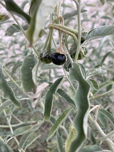 silverleaf nightshade