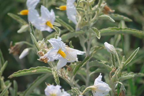 silverleaf nightshade