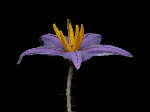 silverleaf nightshade