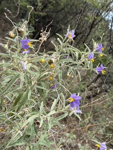 silverleaf nightshade