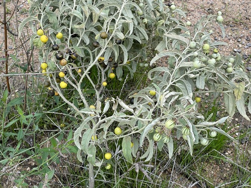 silverleaf nightshade