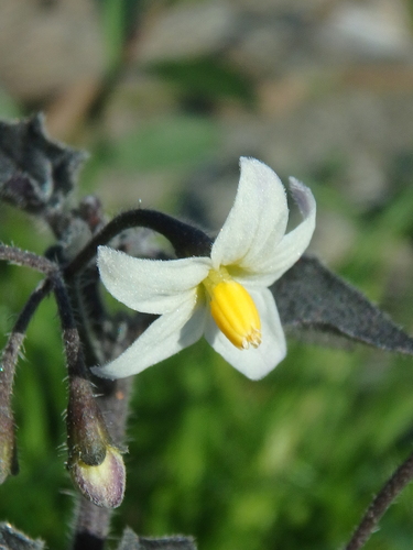 black nightshade