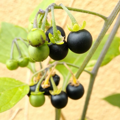 black nightshade