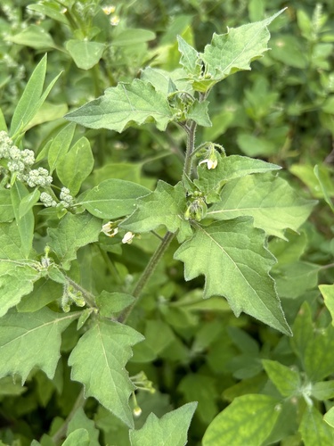 black nightshade