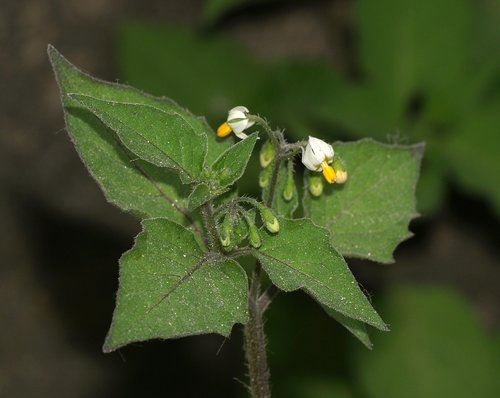 black nightshade