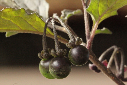 black nightshade
