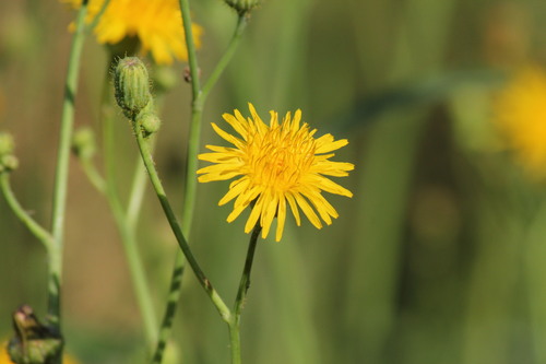 Perennial Sow Thistle
