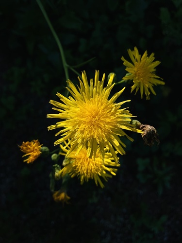 Perennial Sow Thistle