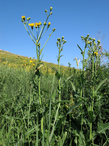 Perennial Sow Thistle
