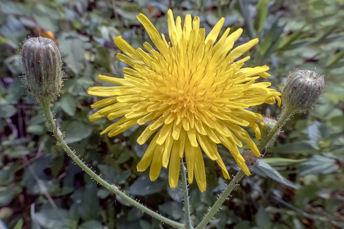 Perennial Sow Thistle