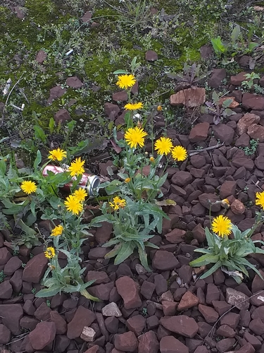 Perennial Sow Thistle