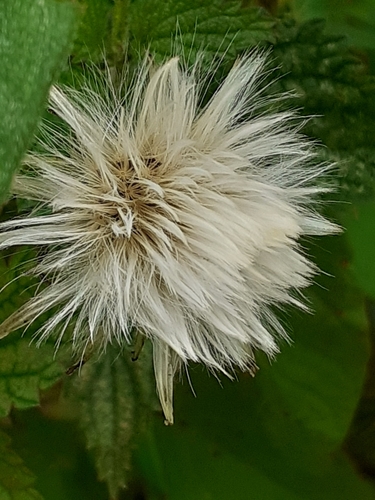 Perennial Sow Thistle