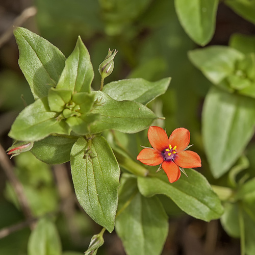 scarlet pimpernel