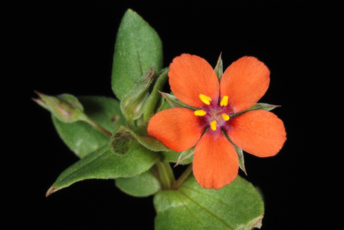scarlet pimpernel