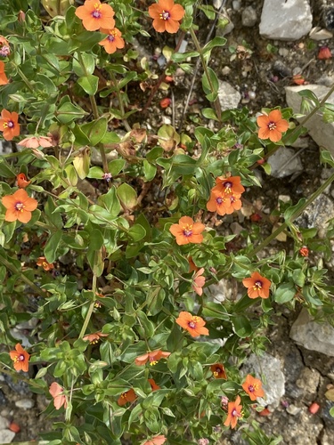 scarlet pimpernel