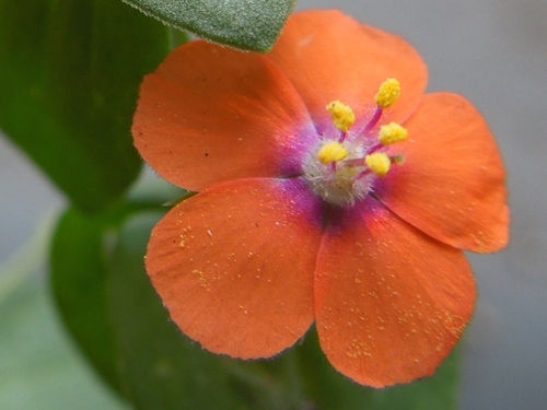 scarlet pimpernel