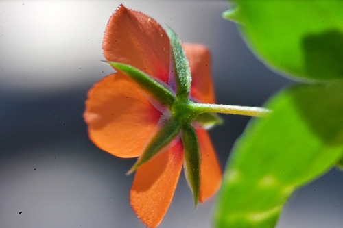 scarlet pimpernel
