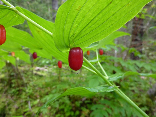 white twisted-stalk