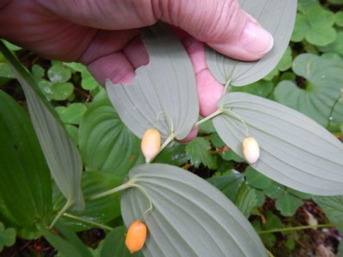 white twisted-stalk