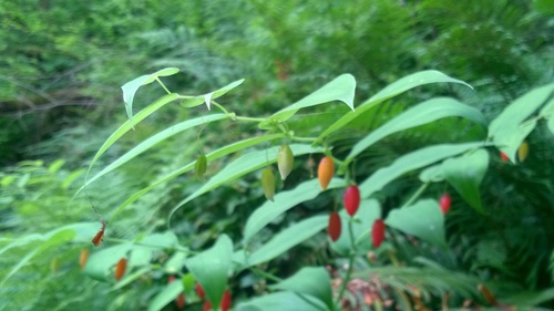 white twisted-stalk