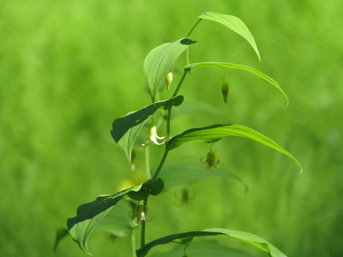white twisted-stalk