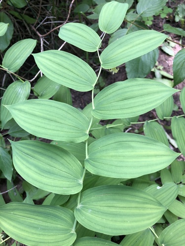 white twisted-stalk