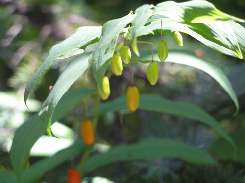 white twisted-stalk