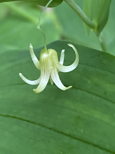 white twisted-stalk