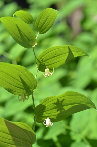 white twisted-stalk