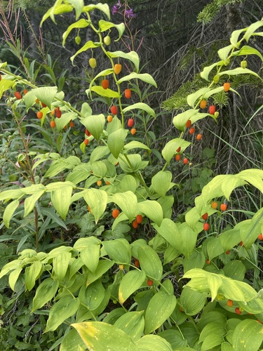 white twisted-stalk