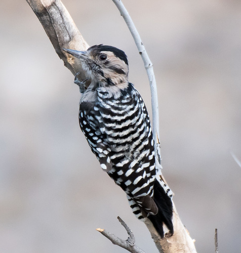 Ladder-backed Woodpecker