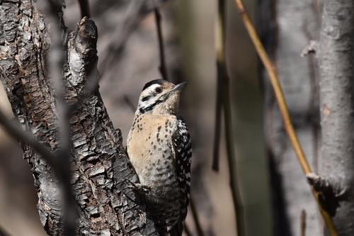 Ladder-backed Woodpecker