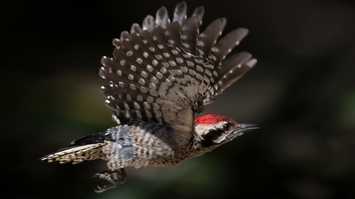 Ladder-backed Woodpecker