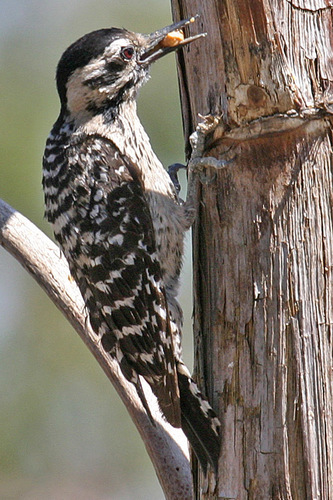Ladder-backed Woodpecker