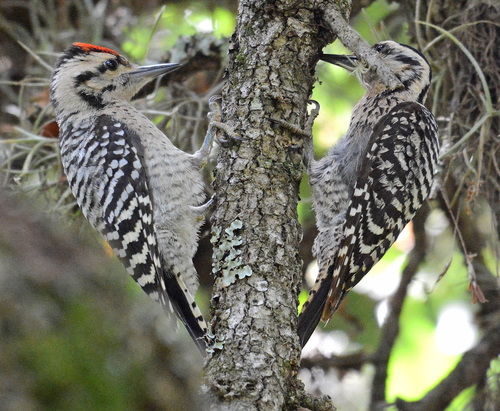 Ladder-backed Woodpecker