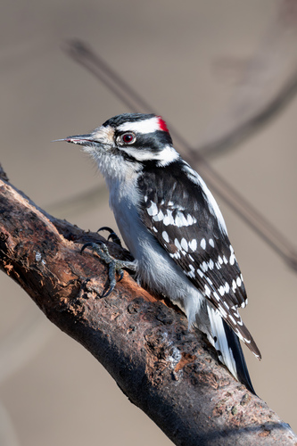 Downy Woodpecker