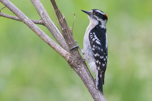 Downy Woodpecker