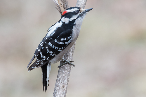 Downy Woodpecker