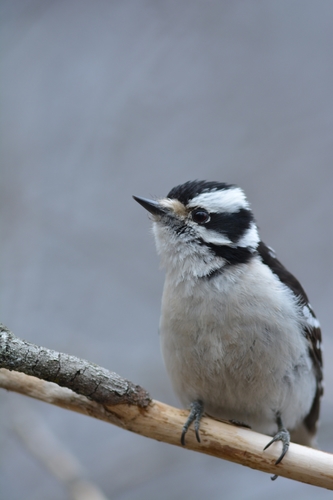 Downy Woodpecker
