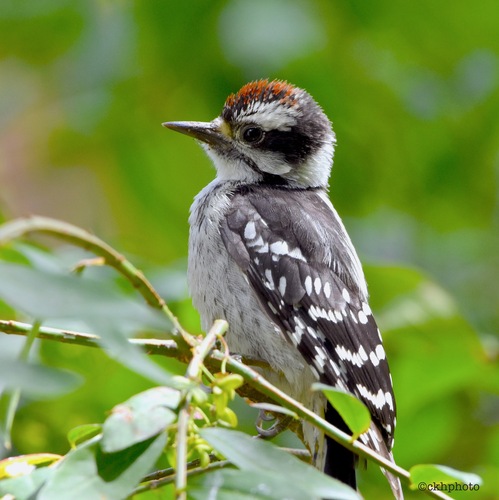 Downy Woodpecker