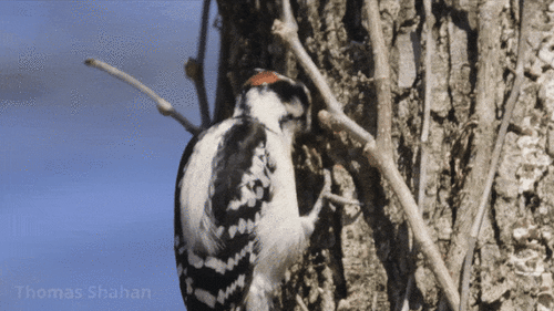 Downy Woodpecker