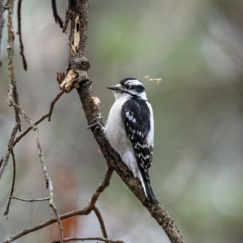 Downy Woodpecker