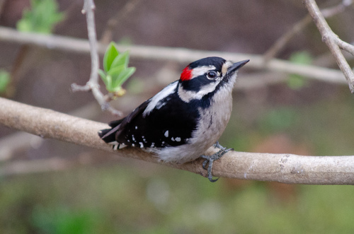 Downy Woodpecker
