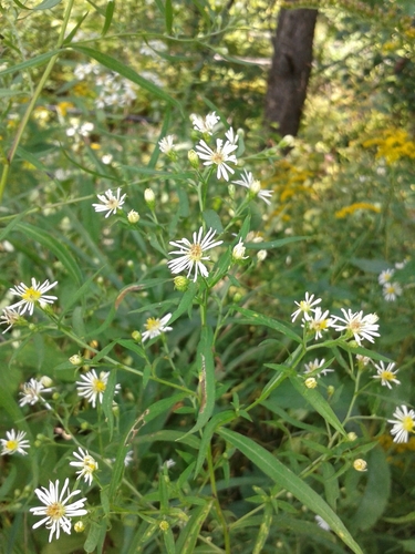 panicled aster