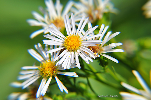 panicled aster